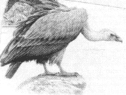 Bjeloglavi sup (Gyps fulvus) - ptica koja izumire